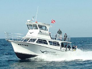 Newton Boats Dive Special 46